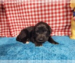 Small Photo #79 Golden Mountain Dog Puppy For Sale in BLACK FOREST, CO, USA