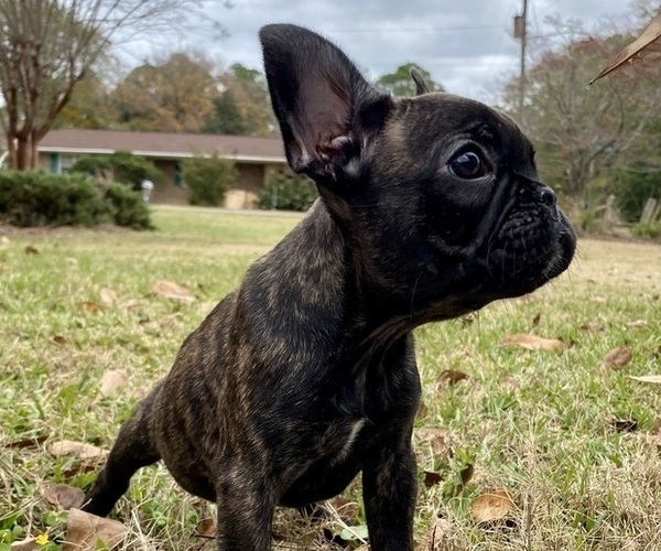 Medium Photo #6 French Bulldog Puppy For Sale in COCHRAN, GA, USA