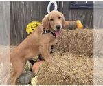 Small Photo #29 Golden Retriever Puppy For Sale in SEBREE, KY, USA