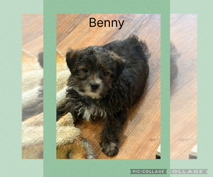 Poodle (Toy)-Yorkshire Terrier Mix Puppy for Sale in BENNINGTON, Indiana USA