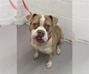 Mutt Dogs for adoption in San Bernardino, CA, USA