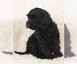 Small Photo #29 Goldendoodle Puppy For Sale in TOPEKA, KS, USA