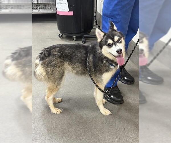 Medium Photo #1 Pomsky Puppy For Sale in Forestville, MD, USA