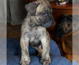 Presa Canario Puppy for sale in ANSON, ME, USA
