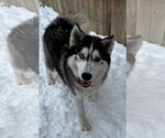 Small Photo #2 Siberian Husky Puppy For Sale in Coralville, IA, USA