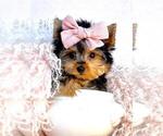 Puppy Puppy 1 Yorkshire Terrier