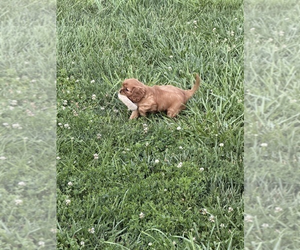 Medium Photo #9 Cavalier King Charles Spaniel Puppy For Sale in KANSAS CITY, MO, USA