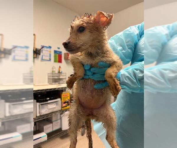 Medium Photo #1 Siberian Husky Puppy For Sale in Bakersfield, CA, USA