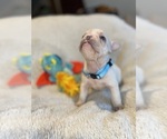 Small #9 Faux Frenchbo Bulldog