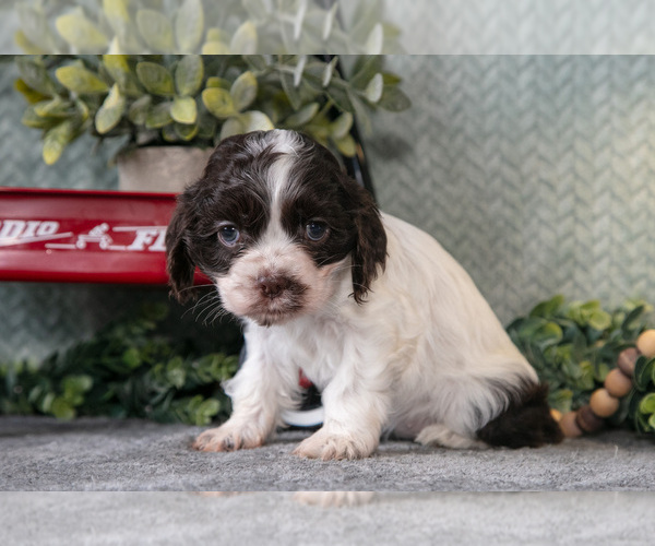Medium Photo #2 Cocker Spaniel Puppy For Sale in NAPPANEE, IN, USA