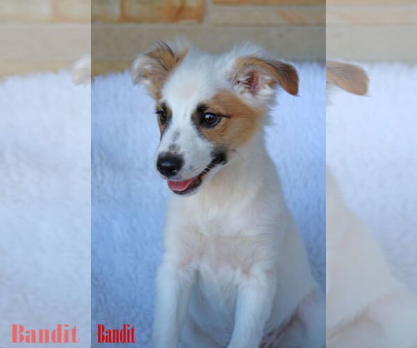 Medium Photo #8 Chihuahua-Unknown Mix Puppy For Sale in Wakefield, RI, USA