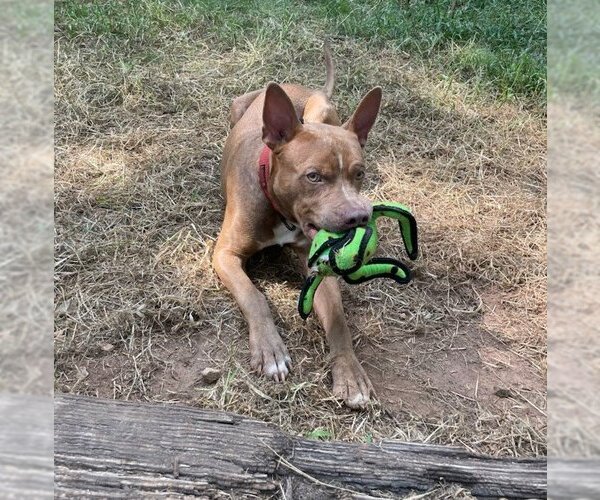 Medium Photo #13 American Staffordshire Terrier-Unknown Mix Puppy For Sale in Rockaway, NJ, USA