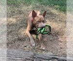 Small #12 American Staffordshire Terrier Mix