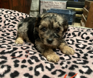 YorkiePoo Puppy for sale in WINCHESTER, OH, USA