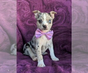 Boston Terrier-Pomsky Mix Puppy for sale in EPHRATA, PA, USA