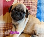 Small Photo #3 Pug Puppy For Sale in LEBANON, PA, USA