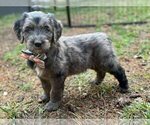 Puppy Oatley Goldendoodle