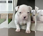 Small Photo #7 American Bulldog Puppy For Sale in PLUMAS LAKE, CA, USA