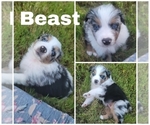 Puppy Beast Male Australian Shepherd