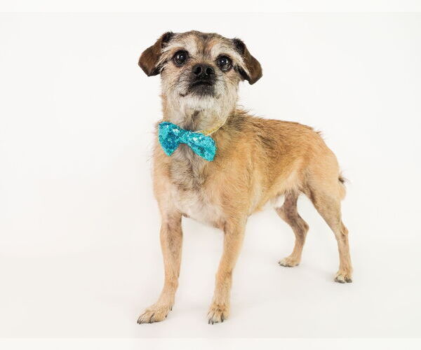Medium Photo #9 Mutt Puppy For Sale in phoenix, AZ, USA