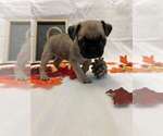 Puppy Spice Pug