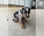 Puppy Buzz Catahoula Leopard Dog