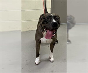 Mutt Dogs for adoption in Sanford, FL, USA