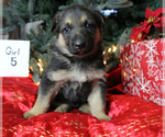 Small Photo #4 German Shepherd Dog Puppy For Sale in LAKEVILLE, OH, USA