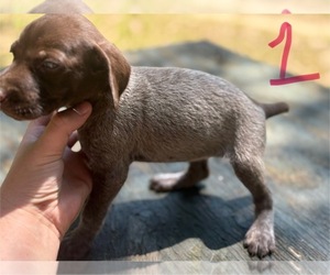 German Shorthaired Pointer Puppy for sale in BONIFAY, FL, USA