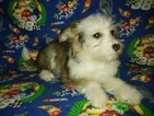 Puppy 2 Chinese Crested
