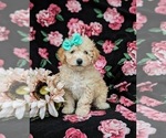 Small Photo #2 Poodle (Toy) Puppy For Sale in LINCOLN UNIVERSITY, PA, USA