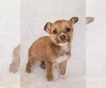 Small Photo #8 Australian Shepherd-Unknown Mix Puppy For Sale in McDonough, GA, USA