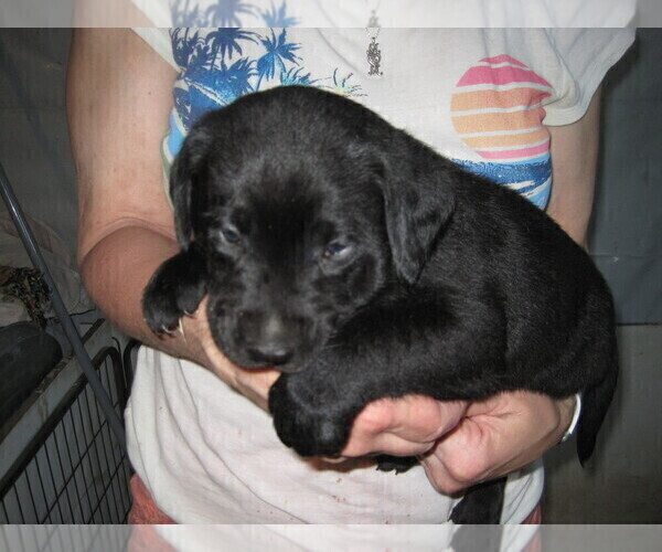 Medium Photo #15 Labrador Retriever Puppy For Sale in ORANGE, MA, USA