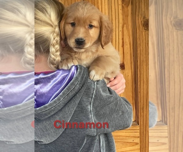 Medium Photo #1 Golden Retriever Puppy For Sale in BURNS, KS, USA