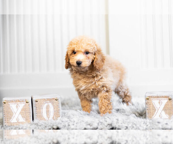 Medium Photo #5 Poodle (Toy) Puppy For Sale in WARSAW, IN, USA