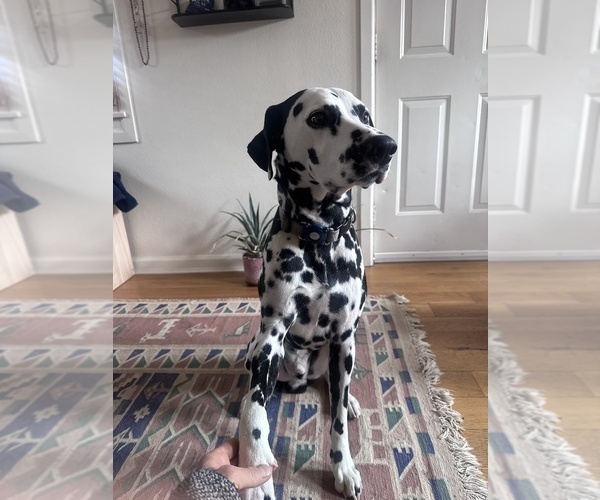 Medium Photo #1 Dalmatian Puppy For Sale in DENVER, CO, USA