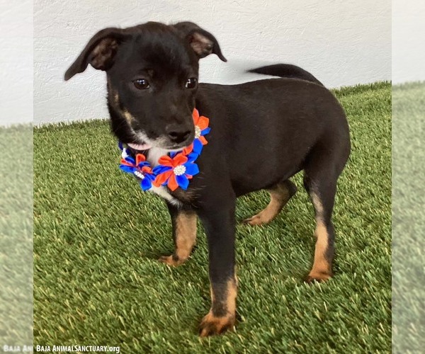 Medium Photo #3 Rat Terrier-Unknown Mix Puppy For Sale in San Diego, CA, USA