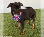 Small #2 Rat Terrier Mix