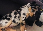Small Photo #1 Texas Heeler Puppy For Sale in ALPENA, MI, USA