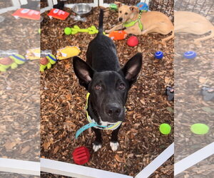Basenji-Unknown Mix Dogs for adoption in Sanford, FL, USA