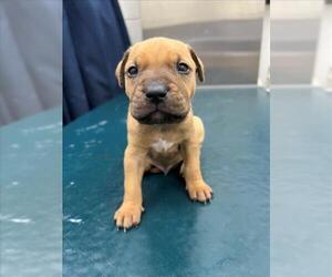 Medium Chinese Shar-Pei Mix