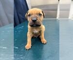 Small Chinese Shar-Pei Mix