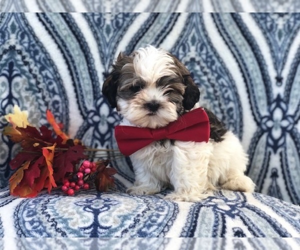 Medium Photo #1 Zuchon Puppy For Sale in LAKELAND, FL, USA