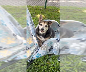 Maria Camila - Female Chihuahua-Unknown Mix Dog for Adoption - Photo #8