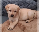 Puppy Maple Labrador Retriever