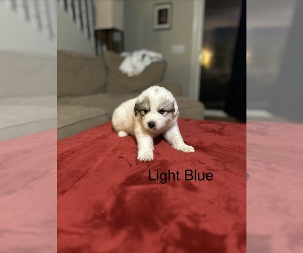 Medium Photo #6 Great Pyrenees Puppy For Sale in GILBERT, SC, USA