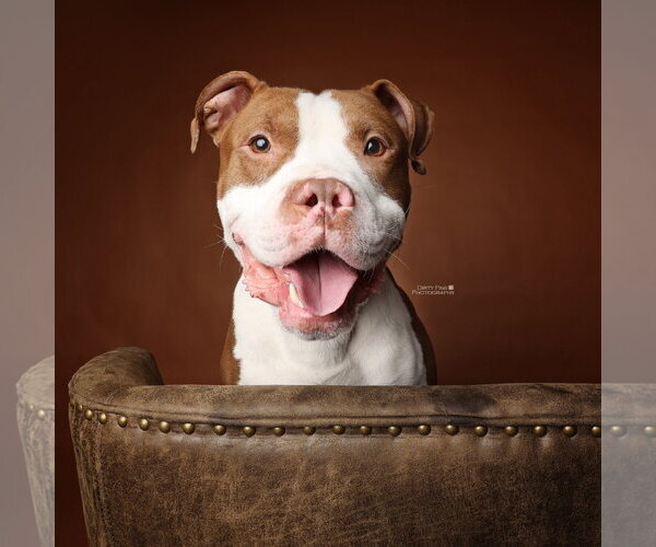 Medium Photo #10 Mutt Puppy For Sale in Alexandria, VA, USA