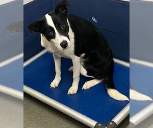Medium Border Collie Mix