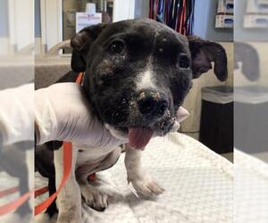 Mutt Dogs for adoption in Riverside, CA, USA