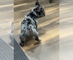 Cleopatra - Female French Bulldog Puppy for Sale - Photo #7